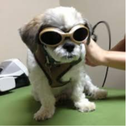Laser Therapy Dog